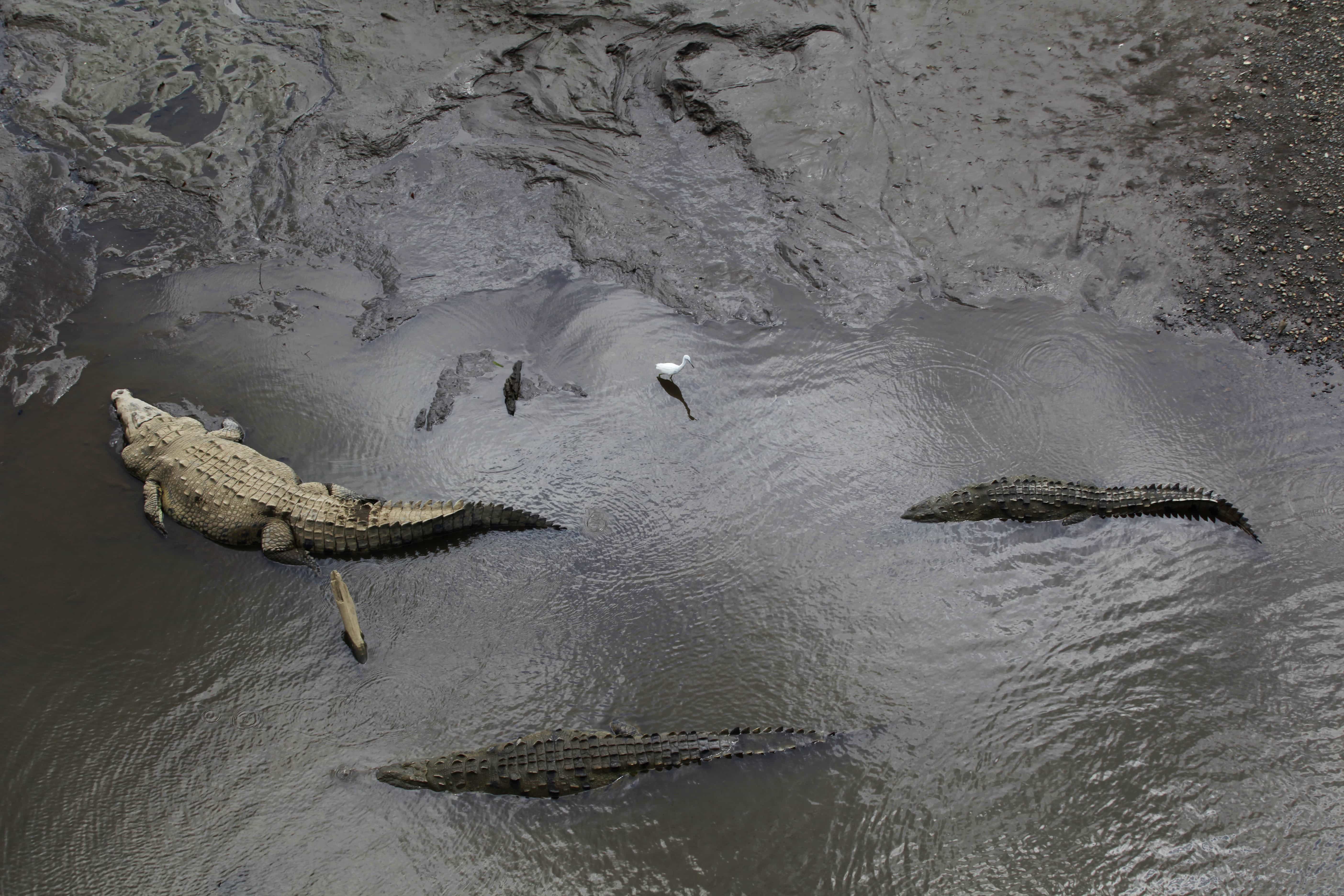 Crocodiles, Rio Grande de Tarcoles, Costa Rica