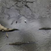 Crocodiles in Rio Grande de Tarcoles, Costa Rica, March 10, 2013.