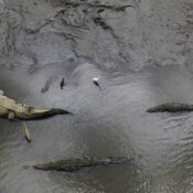 Crocodiles in Rio Grande de Tarcoles, Costa Rica, March 10, 2013.